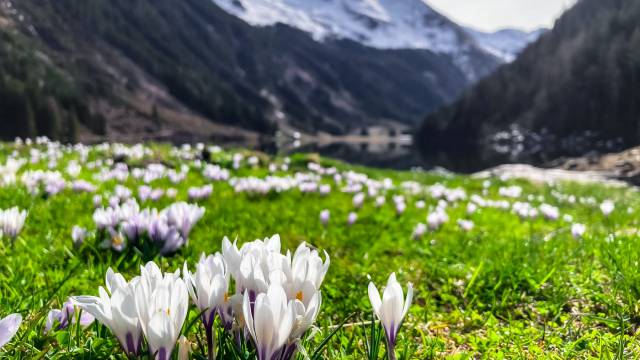 Frühling im Schütterhof - Hotel Schütterhof